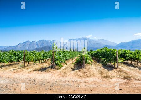 Vignes sur une chaude journée d'été dans un vignoble près de Robertson avec montagnes bleues à Western Cape, Afrique du Sud Banque D'Images