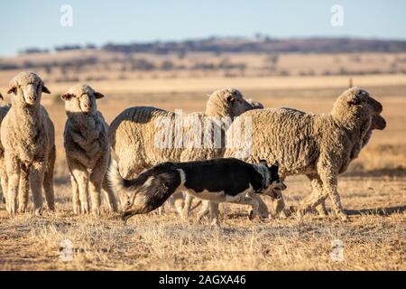 Une ligne de travail berger Border Collie dans l'arrière-pays australien Banque D'Images