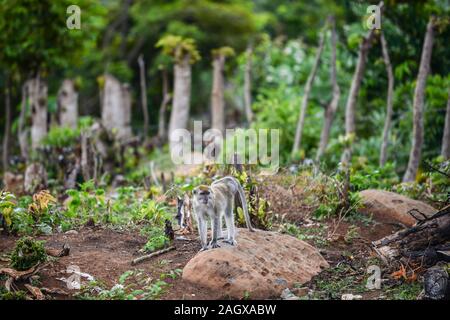 Aceh, Indonésie. Dec 21, 2019. Photos prises le 21 décembre 2019 montre un macaque à longue queue pour trouver de la nourriture à proximité d'une zone résidentielle à Neuheun village dans la région d'Aceh Besar, Aceh, Indonésie. Ti'Kuncahya Crédit : B./Xinhua/Alamy Live News Banque D'Images