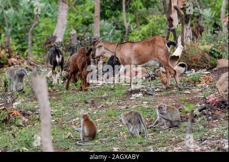 Aceh, Indonésie. Dec 21, 2019. Photos prises le 21 décembre 2019 montre les macaques à longue queue pour trouver de la nourriture à proximité d'une zone résidentielle à Neuheun village dans la région d'Aceh Besar, Aceh, Indonésie. Ti'Kuncahya Crédit : B./Xinhua/Alamy Live News Banque D'Images