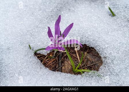 Crocus en fleurs fleurs de printemps sur la neige Banque D'Images