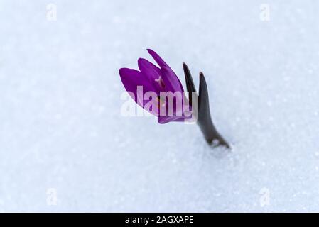 High angle view of purple crocus fleur qui s'épanouit sur le terrain couvert de neige Banque D'Images