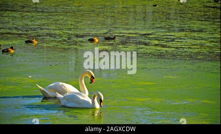 Paire de cygnes se nourrissant d'un lac couvert d'algues vertes Banque D'Images