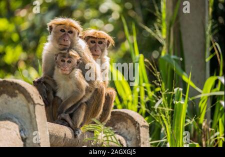Famille de singes au Sri Lanka Banque D'Images