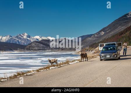 Banff - 04 octobre, 2018 : près de Medicine Lake avec les touristes asiatiques et les montagnes lointaines à Jasper National Park, Canada. Banque D'Images