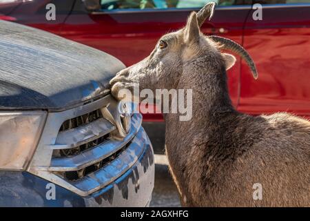 Banff - 04 octobre, 2018 : Bouc lèche le sel de la voiture près de Medicine Lake avec des montagnes à Jasper National Park, Canada. Banque D'Images