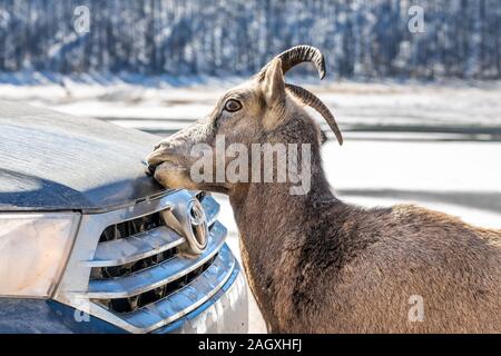 Banff - 04 octobre, 2018 : Bouc lèche le sel de la voiture près de Medicine Lake avec des montagnes à Jasper National Park, Canada. Banque D'Images