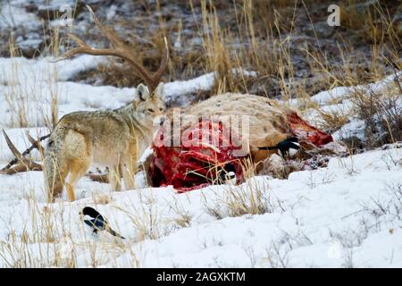 Le Coyote (Canis latrans) se nourrissent de la carcasse d'une Bull Elk Banque D'Images