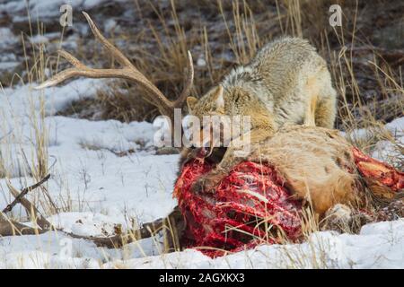 Le Coyote (Canis latrans) se nourrissent de la carcasse d'une Bull Elk Banque D'Images