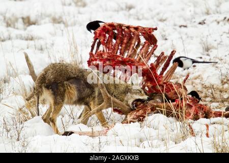 Un Coyote (Canis latrans) présentant une gale se nourrit de la carcasse d'une Bull Elk Banque D'Images