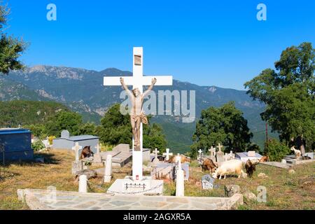 Beaucoup de chèvres sur cemetery dans petit village de montagne Prunelli di Fiumorbo sur la Corse en France Banque D'Images