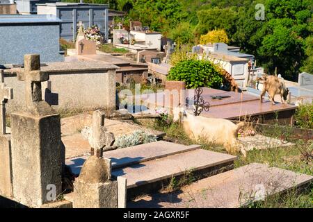 Beaucoup de chèvres sur cemetery dans petit village de montagne Prunelli di Fiumorbo sur la Corse en France Banque D'Images