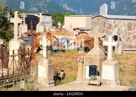 Beaucoup de chèvres sur cemetery dans petit village de montagne Prunelli di Fiumorbo sur la Corse en France Banque D'Images
