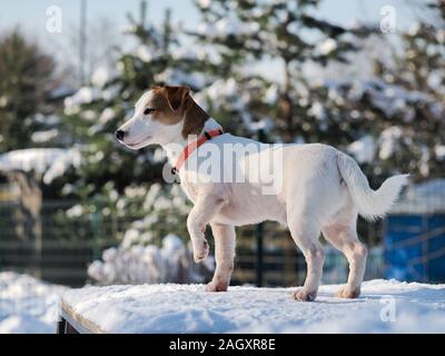 Jack Russell Terrier puppy en hiver dans la neige Banque D'Images