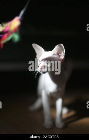 Un petit chaton de race siamois dans une lumière vive avec un jouet Banque D'Images