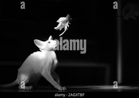 Un petit chaton de race siamois dans une lumière vive avec un jouet Banque D'Images