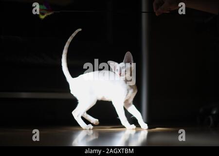 Un petit chaton de race siamois dans les rayons de lumière vive au moment du jeu Banque D'Images
