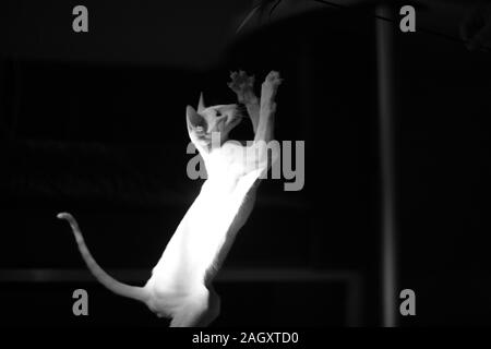 Un petit chaton de race siamois dans les rayons de lumière vive au moment du jeu Banque D'Images