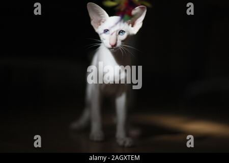 Un petit chaton de race siamois dans une lumière vive avec un jouet Banque D'Images