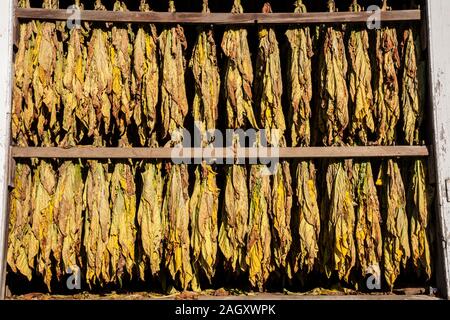 Gros plan de feuilles de tabac séchant dans une grange d'une ferme amish dans le comté de Lancaster, Pennsylvanie, États-Unis, États-Unis, grange de culture de tabac d'époque Banque D'Images