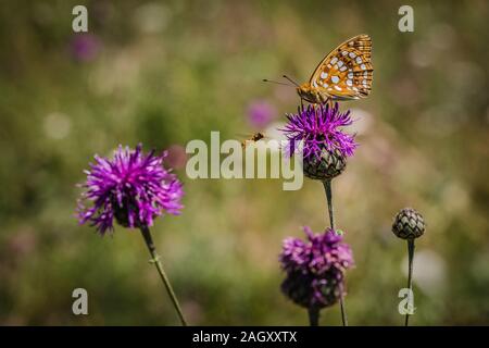 High Brown Fritillary butterfly sitting on fleur de centaurée mauve et un pied sur un vol par hoverfly journée ensoleillée d'été. Flou fond vert. Banque D'Images