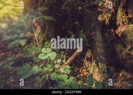 Fond naturel avec trois trèfles à feuilles poussant dans la forêt de l'été. St Patrick Day concept. Profondeur de champ, l'accent sur près de Leaf Banque D'Images