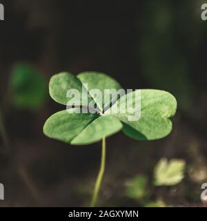 Fond naturel avec trois trèfles à feuilles poussant dans la forêt de l'été. St Patrick Day concept. Profondeur de champ, l'accent sur près de Leaf Banque D'Images