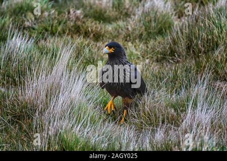 Caracara strié ou Johnny Rook, Phalcoboenus australis, Sea Lion Island, îles Malouines, territoire britannique d'outre-mer Banque D'Images