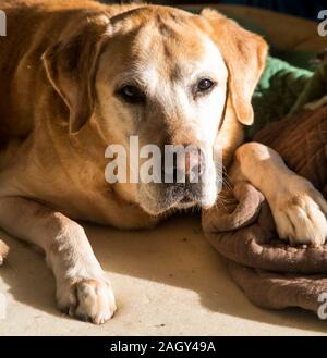 L'image spectaculaire d'un vieux labrador retriever expresive jaune avec un beau visage. Banque D'Images