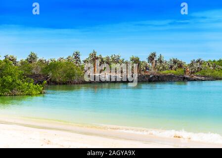 Vue sur la plage de sable et de cactus Beach, Santa Cruz Island-Port Ayora, l'île des Galapagos Banque D'Images