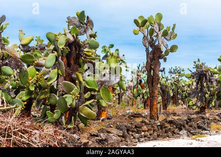 Cactus géant arbres contre le ciel, Santa Cruz Island-Port Ayora, l'île des Galapagos. Banque D'Images