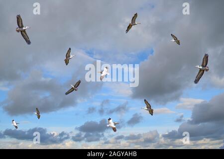 Troupeau de pélicans vol sur ciel bleu. C'est un pélican à dos Rose ,Pelecanus rufescens dans le Saloum au Sénégal. Il s'agit d'oiseaux migrateurs en Afrique. Banque D'Images