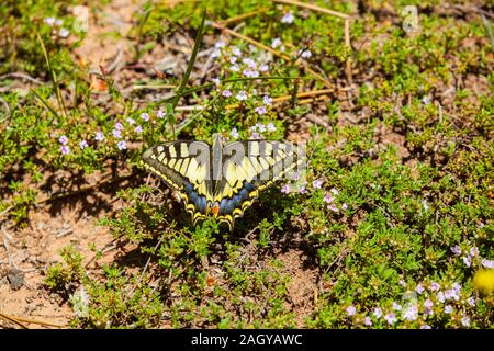 Papilio machaon Swallowtail butterfly lézarder au soleil sur le sol à Albarracin dans l'Est de l'Espagne Banque D'Images