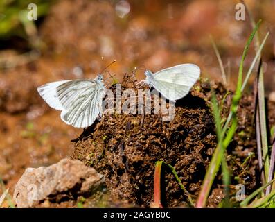 Blanc veiné vert Pieris napi à gauche et le bois blanc Leptidea sinapis papillons sur crottes sur un chemin forestier England UK Banque D'Images