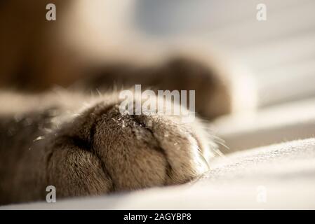 Gros plan d'une patte d'un chat gris de cheveux. Banque D'Images