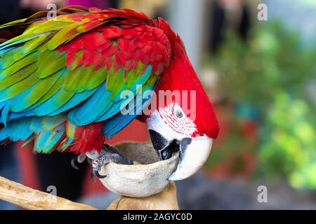 Close up of colorful parrot ara rouge Banque D'Images