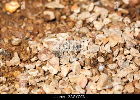 Papillon de l'ombre sur les rochers dans Semele Clotilde de la campagne espagnole dans les Montes Universales à Albarracin est de l'Espagne Banque D'Images