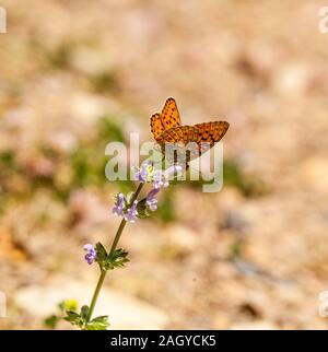 Niobe Fritillary butterfly Argynnis niobe se prélassent au soleil sur une fleur dans les Montes Universales à Noguera est de l'Espagne Banque D'Images