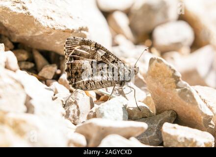 Papillon de l'ombre sur les rochers dans Semele Clotilde de la campagne espagnole dans les Montes Universales à Albarracin est de l'Espagne Banque D'Images