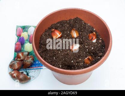 Un groupe de tulipes plantées dans un semoir à l'automne prêt à être couverts pour la floraison au printemps. Banque D'Images