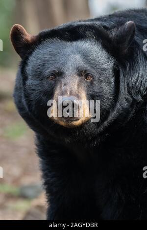 L'ours noir américain Banque D'Images
