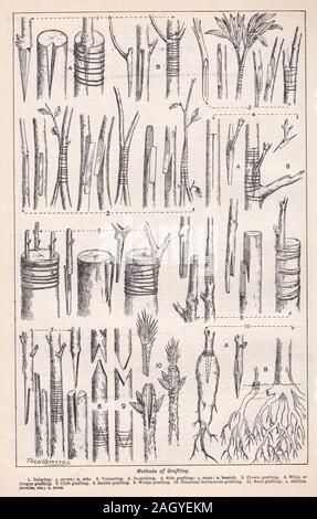 Vintage illustration de Méthodes de greffage - Horticulture Banque D'Images