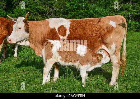 Vache et veau, matin l'allaitement de façon claire, journée ensoleillée sur mountain meadow Banque D'Images