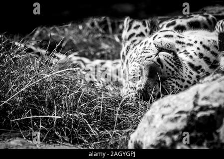 Un portrait en noir et blanc d'un léopard allongé sur le dos au repos. L'animal vient d'ouvrir ses yeux pendant une seconde pour s'assoupir à nouveau. Banque D'Images