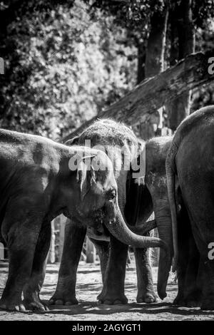 Un noir et blanc portrait de certains bébés éléphants debout dans un groupe jouant avec l'autre. Banque D'Images