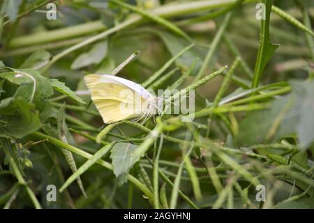 Un papillon de l'Pieris brassicae type, connu comme le papillon du chou, reposant sur certaines branches des herbes de la crop field Banque D'Images
