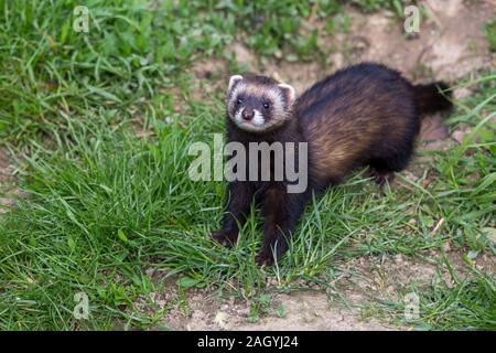 Polecat ou Ferret Hybrid en Angleterre Banque D'Images