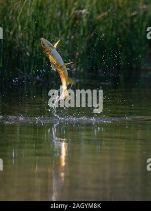 La truite brune (Salmo trutta, sautant hors de l'eau, alors qu'ils tentent de se nourrir de la ponte des libellules et demoiselles à Marfield, réserve naturelle de Masham. Banque D'Images