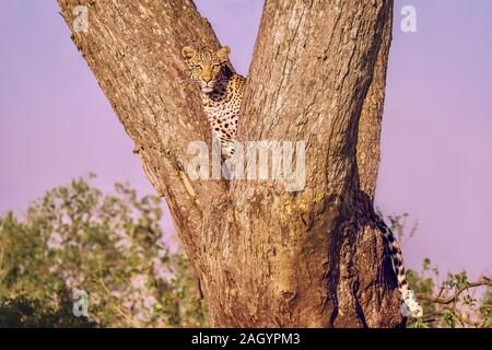 Une nature sauvage, des profils avec Leopard (Panthera pardus) vit seule dans un arbre, à la recherche directement à l'appareil photo. Au Botswana. Banque D'Images