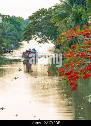 Le Viet Nam. Le 12 mai 2019. Arbre Flamboyant sur la rivière Hau Giang en banque Banque D'Images